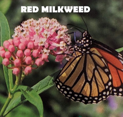 Seeds grow milkweed for - milkweed,